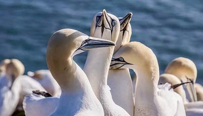 Leyu Sport下载-利雅得新月主帅称赞球队执行力，利雅得新月阵容豪华