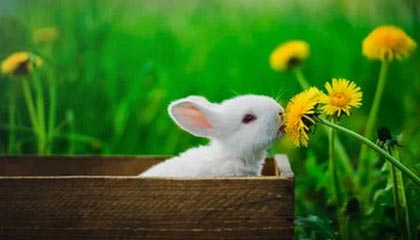 leyu乐鱼-卡迪夫城引进黑马球员，冲击英冠头名，卡迪夫城主场球场