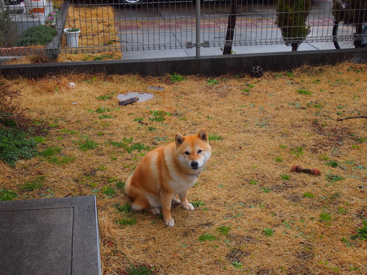 《纽约邮报》：巴西女足在奥运会决赛中惜败美国，奥运会足球巴西女足