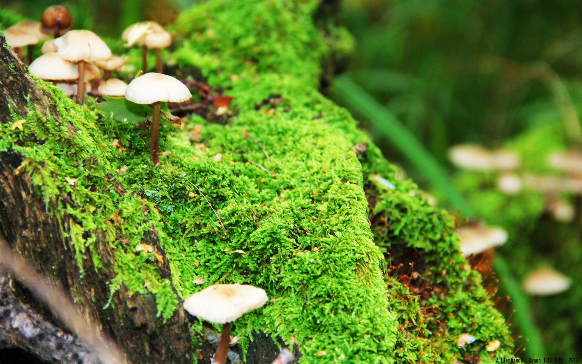 APP下载 LY Sports-史上前十球员：谁是你心中的“超级巨星”？，史上十大球员