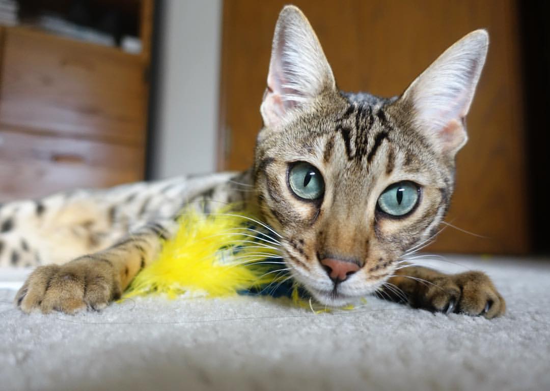 未来联盟：虚拟实境和AI带来的“沉浸式观赛”体验，未来联盟巨星