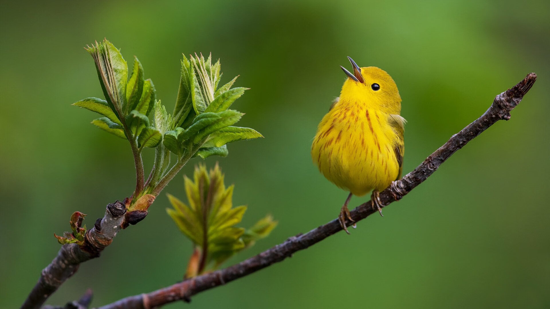 leyu乐鱼-泰国马术协会设立青少年马术奖学金，支持优秀学员发展。，泰国马术俱乐部
