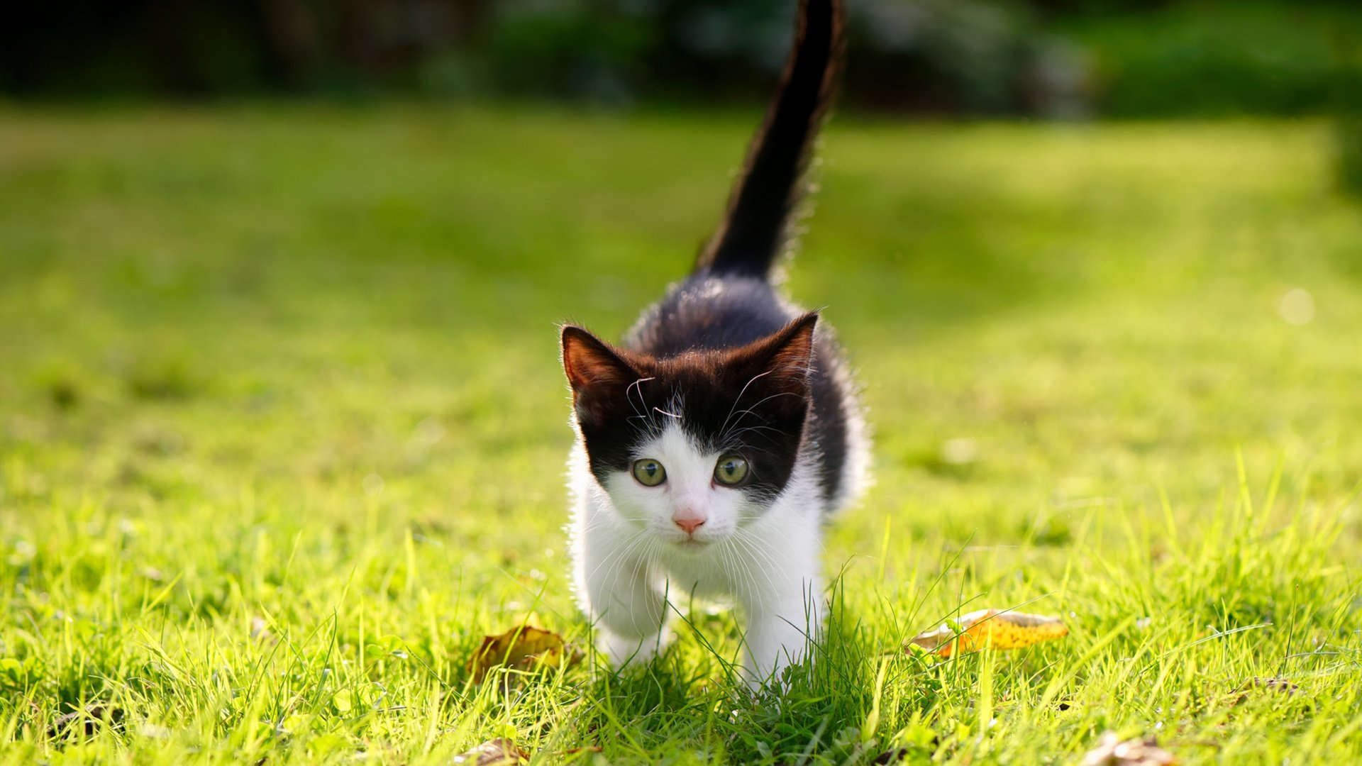 乐鱼（LEYU）体育-追梦之旅：欧冠夺冠队伍的历史瞬间，欧冠决赛梦龙演唱歌曲