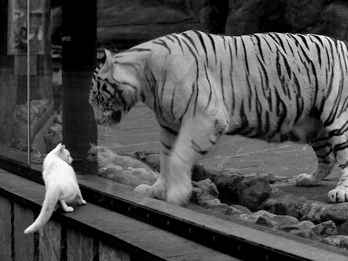 乐鱼体育App下载-中国瑜伽选手在国际比赛中获奖，中国瑜伽大师