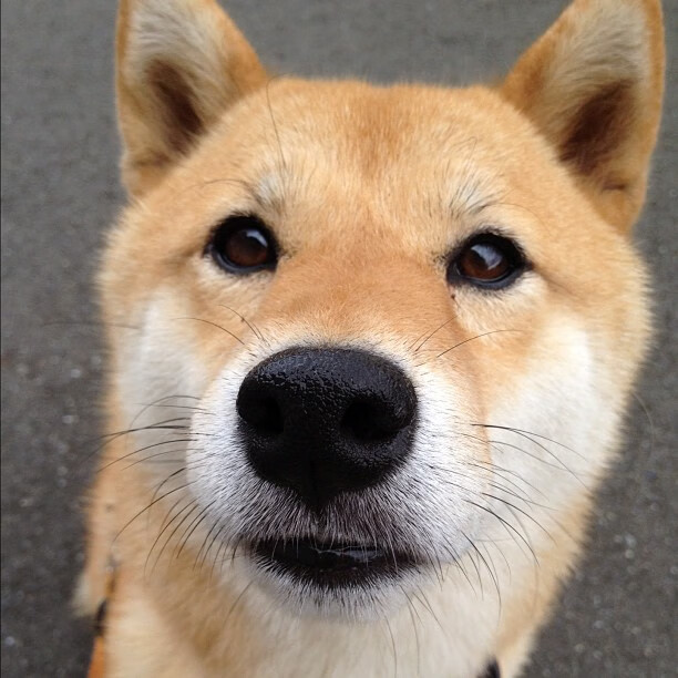 利兹联锋线配合默契,白玫瑰军团冲击前六,利兹联风格