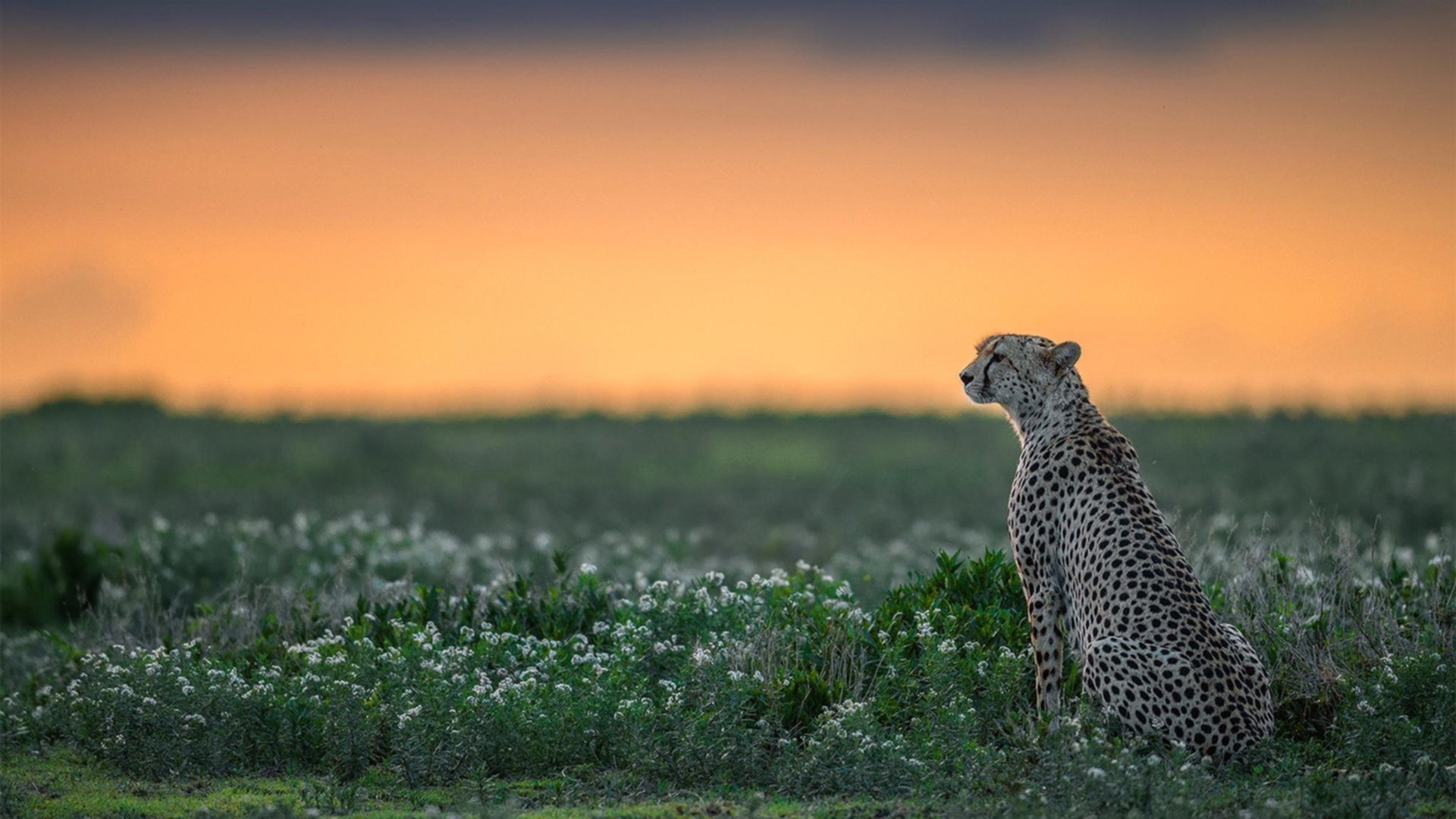 切沃客战失利，保级形势岌岌可危，切沃对克雷莫纳