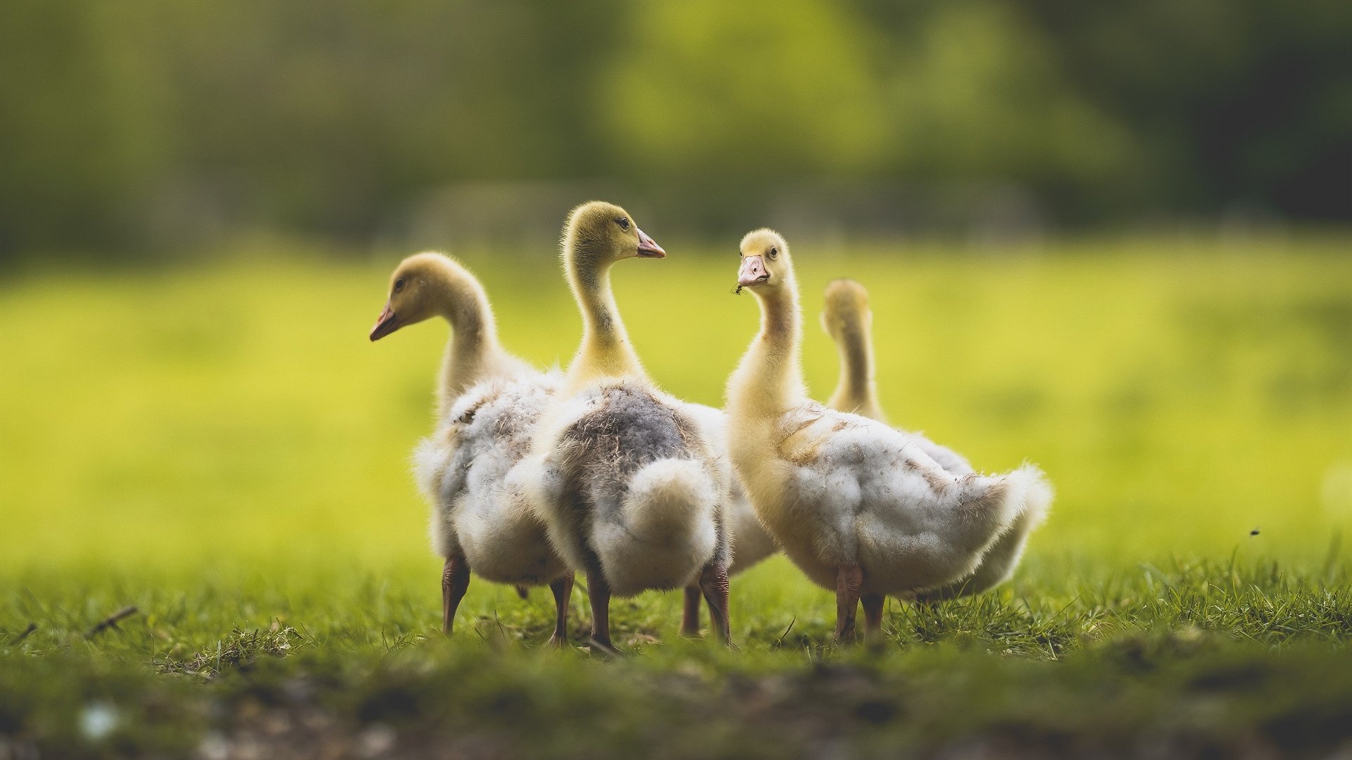 卢戈主场告捷，西甲保级希望获得一线曙光，卢戈vs巴萨比分