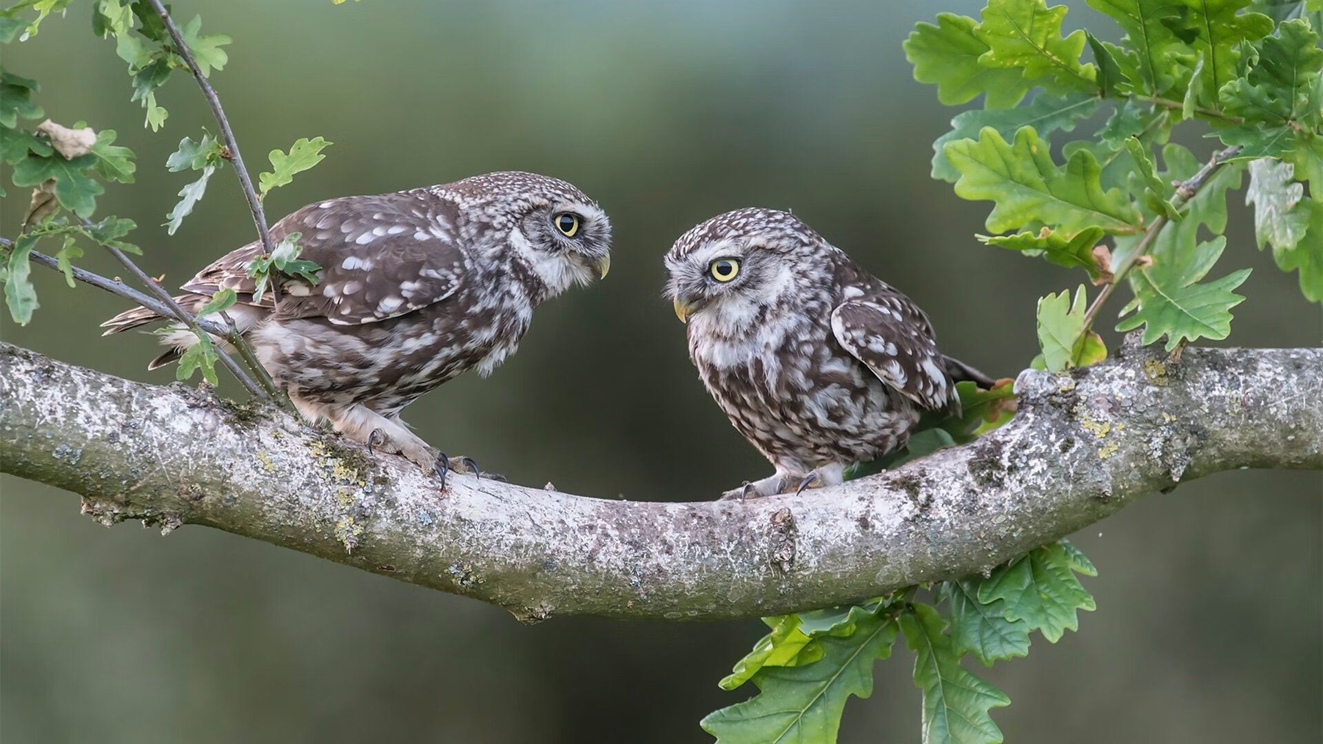 备战即将开启，女足比赛球队训练出色，女足队伍