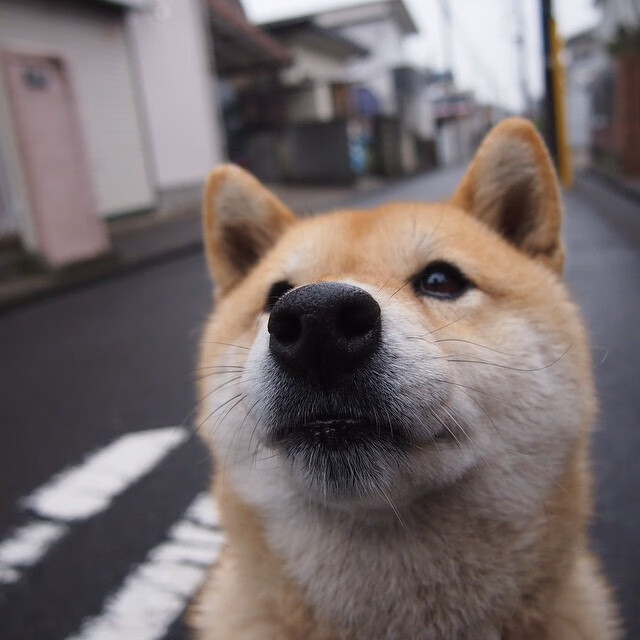 日本队拼搏到底，绝不轻言放弃！，日本队输了没