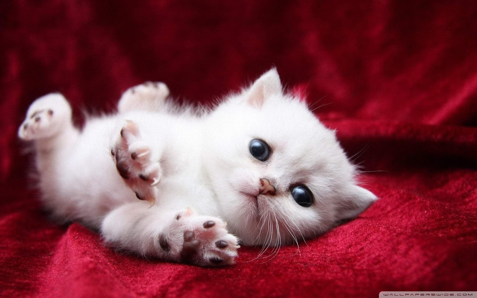 Leyu Sport登录入口-是否应取消背靠背比赛安排，背靠背锦标赛