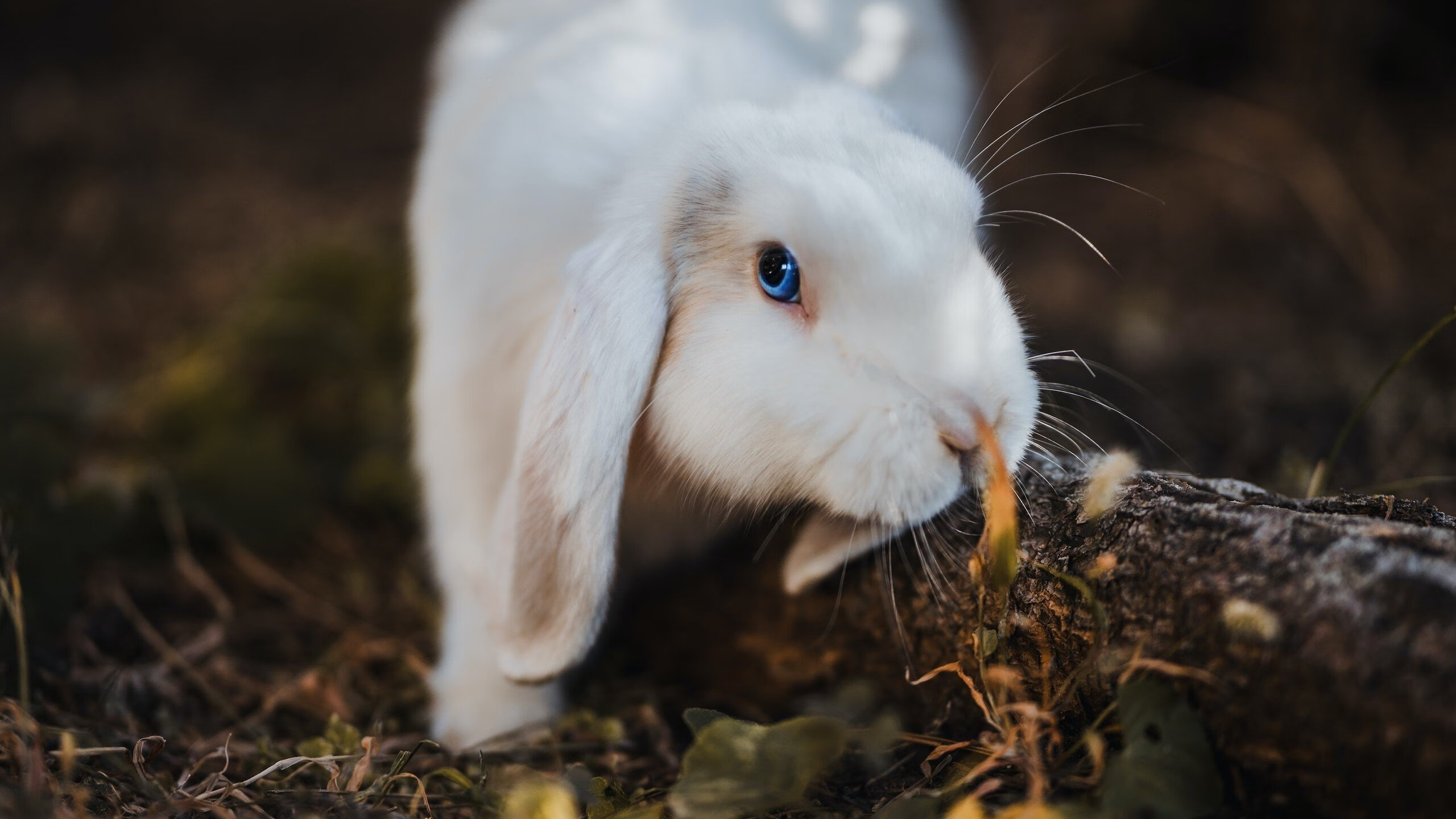 电竞主播内容创作中的版权问题分析,电竞直播著作权