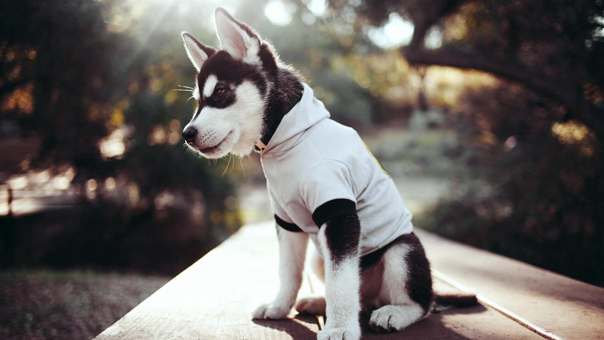 leyu乐鱼-世界青少年高尔夫锦标赛北京火热举行，青少年高尔夫赛事级别划分