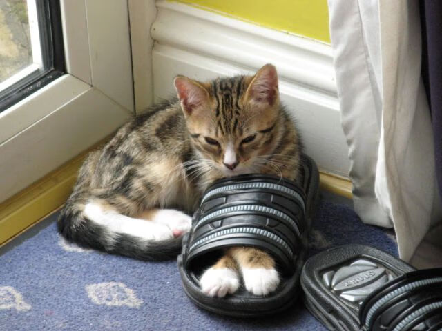 中国篮球职业联赛球队间战术风格比较研究,篮球团队战术