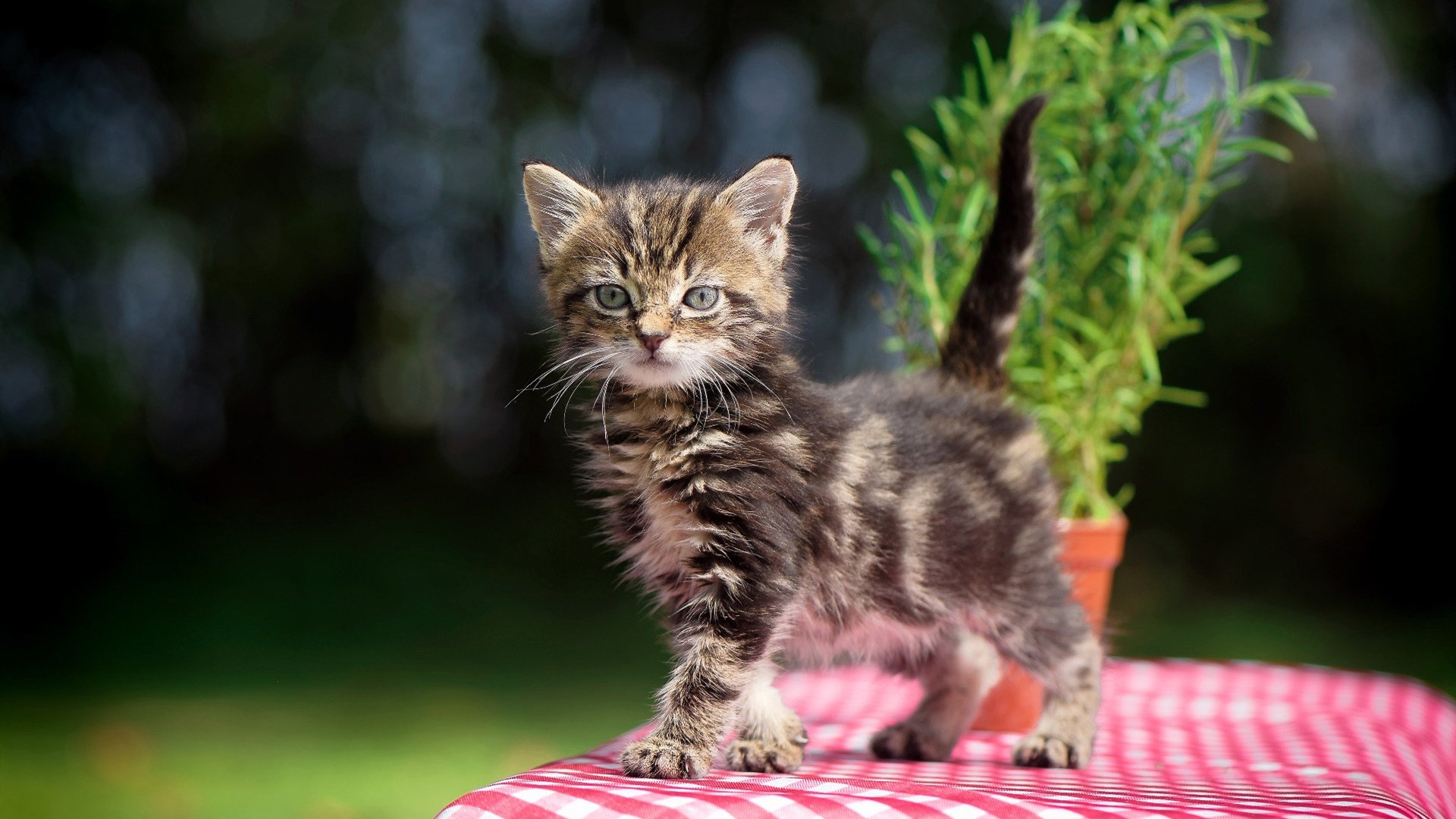 CBA球队完善伤病防护体系 保障球员健康，cba球员受伤后的医药费由谁承担