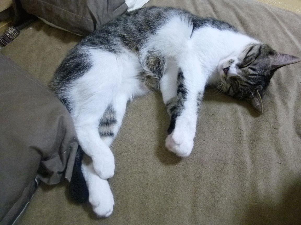 “滑轮赛：新兴选手以惊艳表现打破传统束缚”