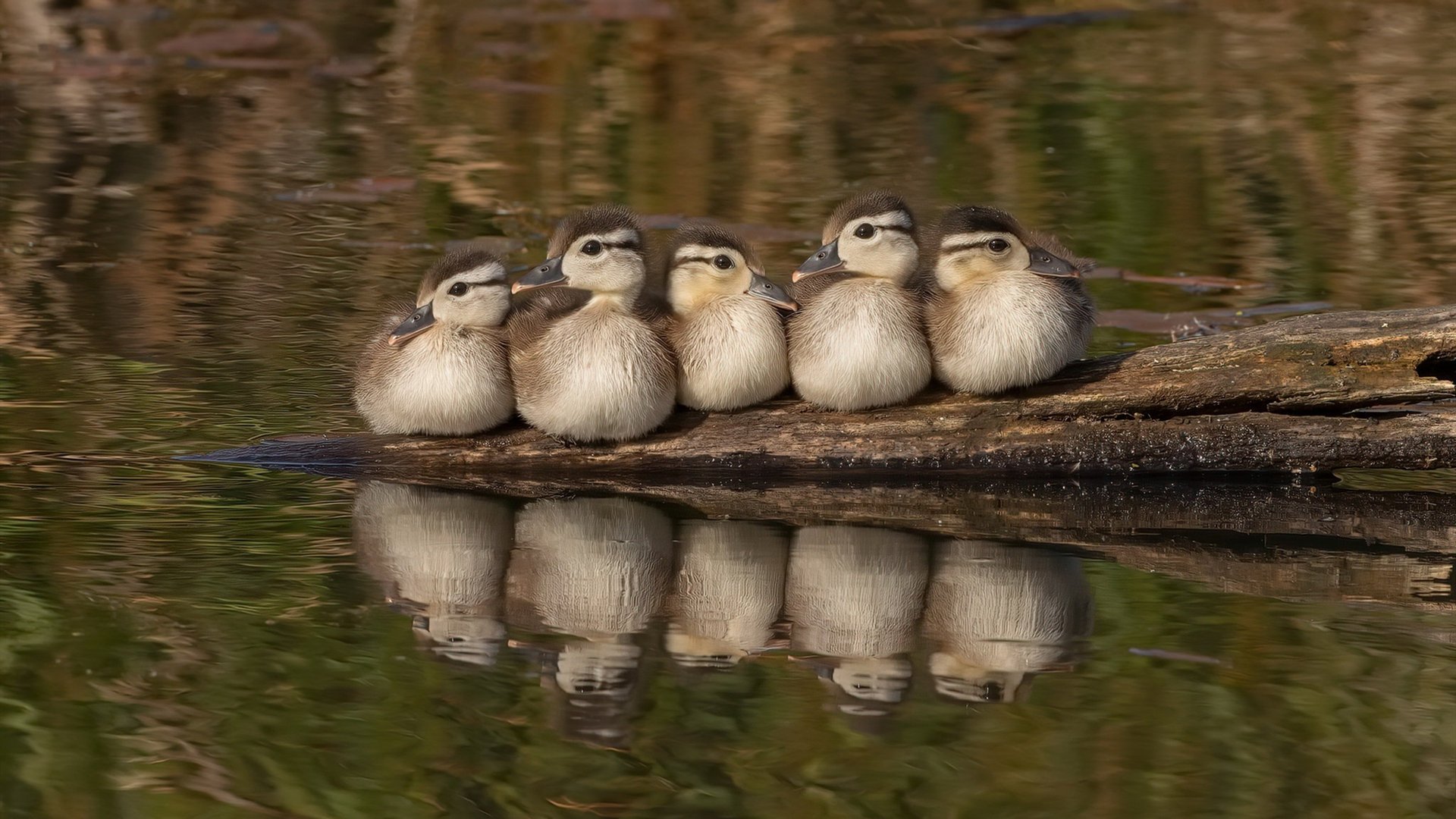 加拿大队未来发展计划:如何冲击国际乒乓舞台的巅峰,乒乓加拿大组合