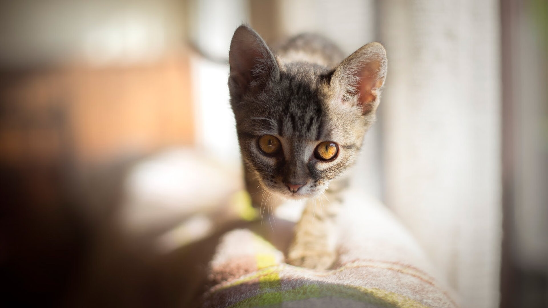 乐鱼vip-国家女篮通过技术训练细化各个位置职责，国家队里的有20多年教学经验的优秀的一位女篮球教练