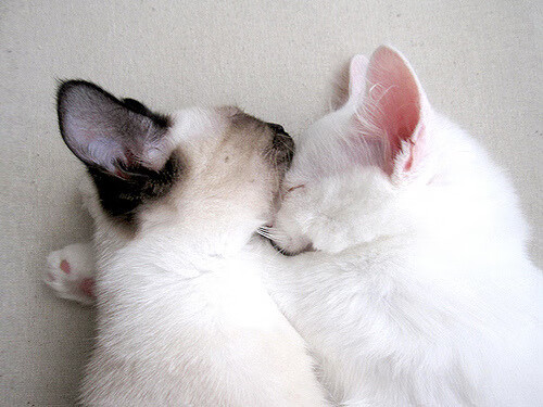 教练交流平台推动知识共享机制,教练智库