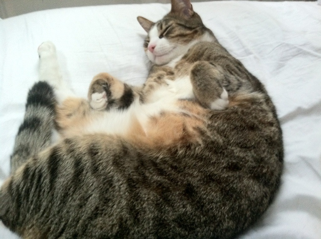 犯规控制能力最强的球队名单,犯规程度