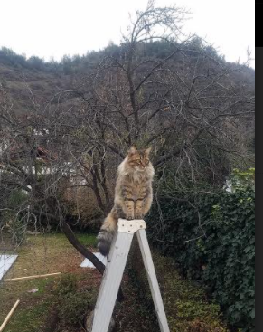 技术训练体系趋向标准化与国际整合,技术标准体系化实施评价方法与实践